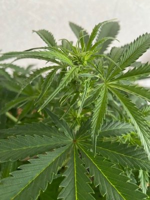 IMG_5542.jpg