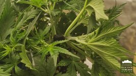 2026-09-11_acid-rain-01_veg-w03d25_macro_01.jpg