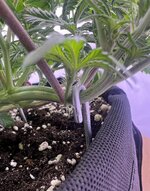 IMG_2778.jpeg