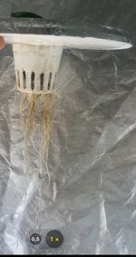 IMG_6955.jpeg