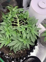 IMG_6916.jpeg