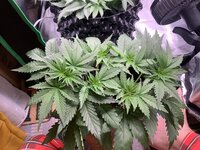 IMG_7112.jpeg