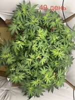 IMG_2855.jpeg