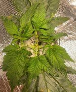 IMG_6973.jpeg