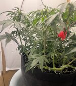 IMG_2917.jpeg