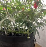 IMG_2919.jpeg