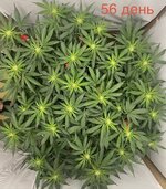 Hard-rock Stress Training 🦾 AUTOFLOWERS