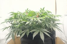 IMG_2862.jpeg