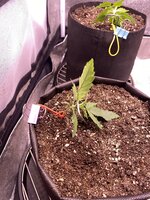 IMG_6858.jpeg