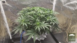2026-09-24_acid-rain-01_veg-w05d38_full_01.jpg