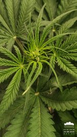 2026-09-25_acid-rain-01_veg-w05d39_bud_01.jpg
