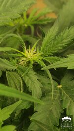 2026-09-25_acid-rain-01_veg-w05d39_bud_02.jpg