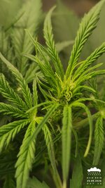 2026-09-25_acid-rain-01_veg-w05d39_bud_03.jpg