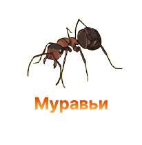 Защита конопли от муравьев Защита конопли от муравьев