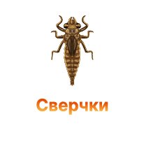 Защита конопли от сверчков Защита конопли от сверчков