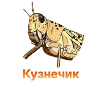 Как защитить коноплю от кузнечиков Как защитить коноплю от кузнечиков