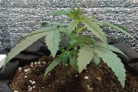 407_amnesia (2).jpg
