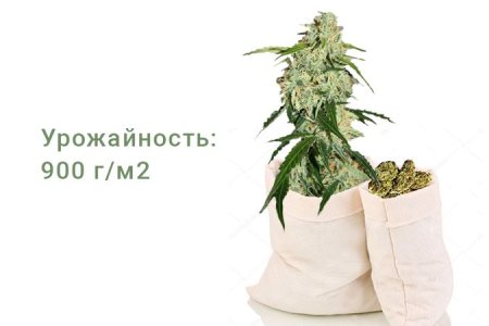 Сорт конопли Big Bang Auto