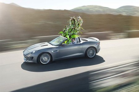 ТОП самых быстрых автоцветущих сортов конопли ТОП самых быстрых автоцветущих сортов конопли