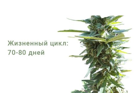 Сорт конопли Niagara Auto Сорт конопли Niagara Auto