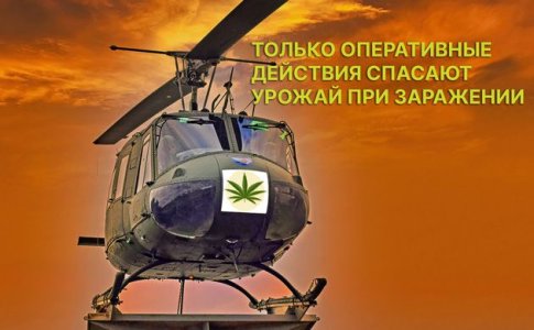 Уход за автоцветом при выращивании в аутдоре