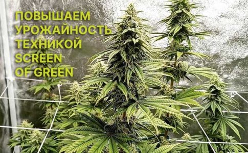 Метод ScrOG для автоцветов Метод ScrOG для автоцветов