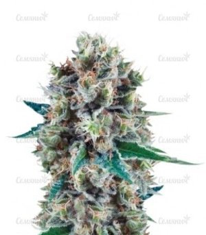 Bubble Kush Automatic.jpg