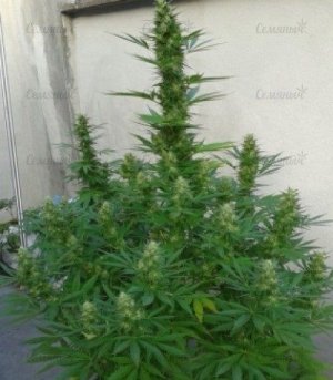 Royal Cheese Fast Flowering.jpg Royal Cheese Fast Flowering.jpg
