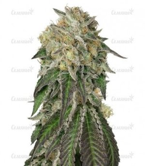 Amherst_Sour_Diesel.jpg Amherst_Sour_Diesel.jpg