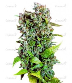 Fast_Bud_2_Auto.jpg Fast_Bud_2_Auto.jpg