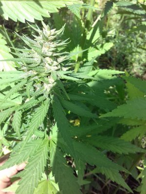 20160528_041433.jpg 20160528_041433.jpg