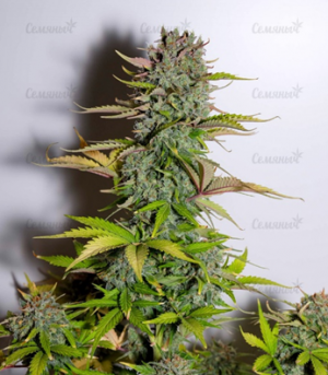 1659535757817.png