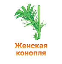 4-ZHenskaya konoplya-100.jpg