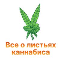 6-Vse o listyah konopl-100.jpg