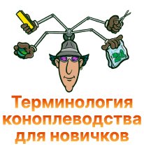 1-Terminologiya konoplevodstva dlya novichkov-100.jpg