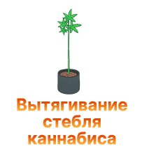 33-Vytyagivanie steblya kannabisa-100.jpg
