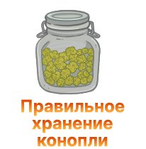 34-Pravilnoe hranenie konopli-100.jpg