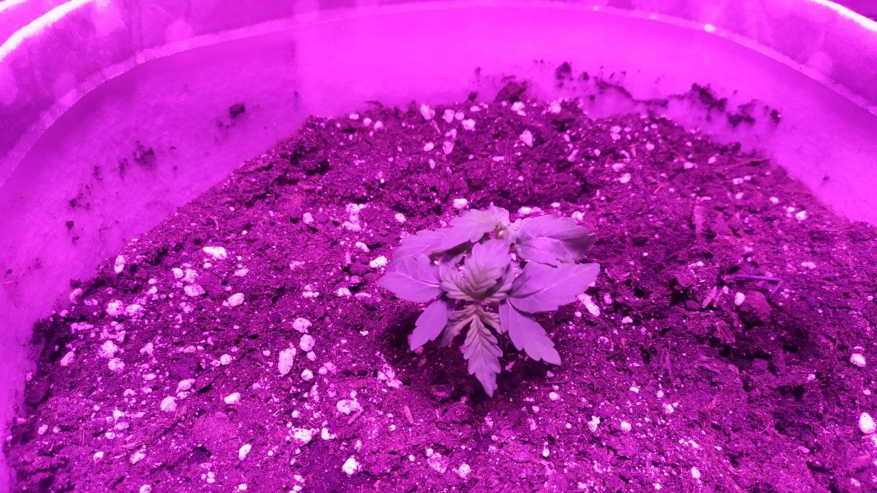 SLAH 1.jpg