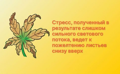 Световой стресс и недостаток освещения Световой стресс и недостаток освещения