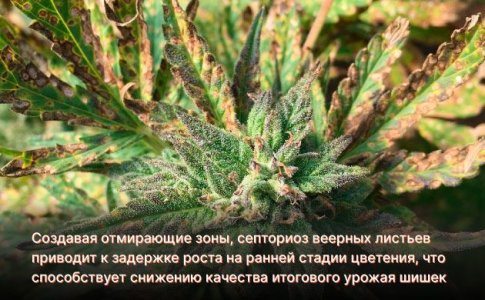 Септориоз листьев конопли Септориоз листьев конопли