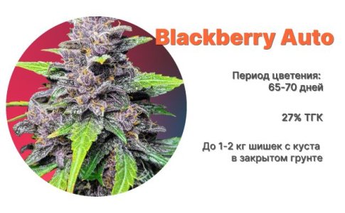 Blackberry Auto