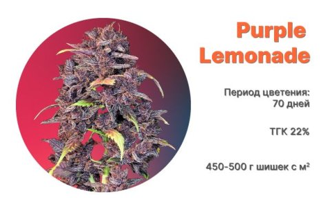 Purple Lemonade Auto