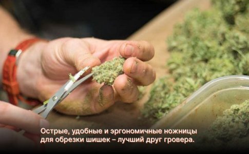 ножницы для обрезки шишек конопли