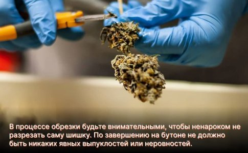пошаговая обрезка шишек конопли