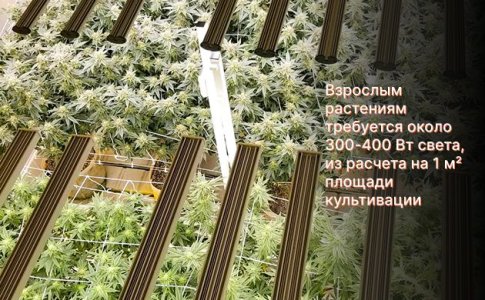 свет для конопли свет для конопли