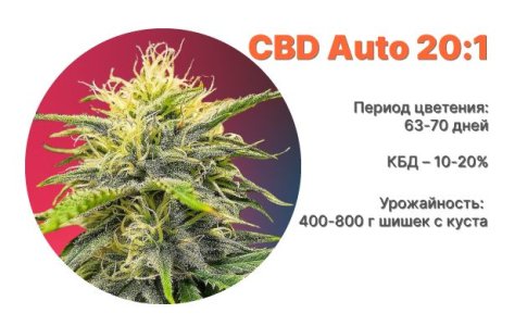 Сорт конопли CBD Auto 20:1 от FastBuds