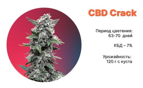 Сорт каннабиса CBD Crack от FastBuds