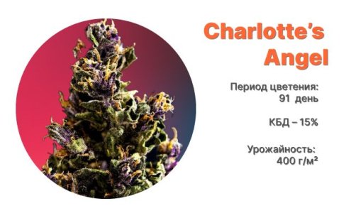 Сорт марихуаны CBD Auto Charlotte’s Angel от Dutch Passion