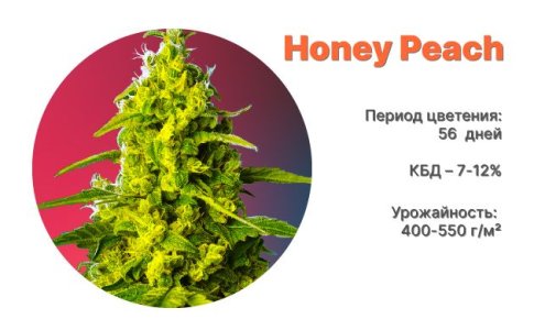 Сорт каннабиса Honey Peach Auto CBD от Sweet Seeds