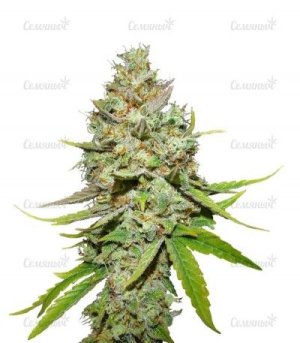 Blue Hash.jpg